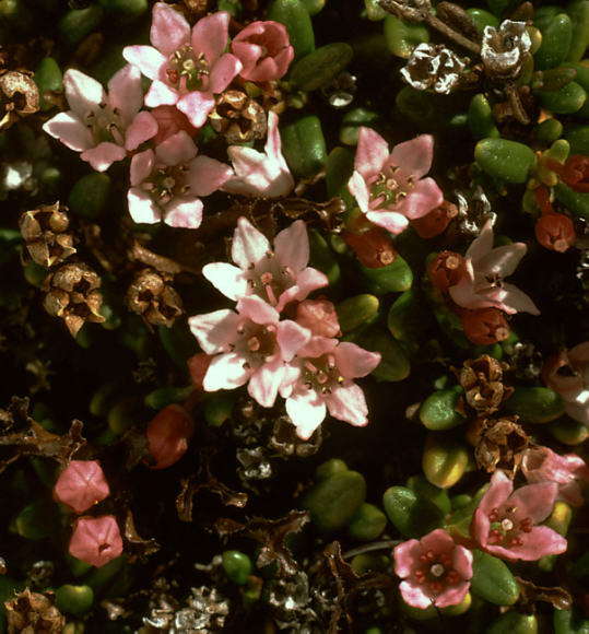 Loiseleuria procumbens