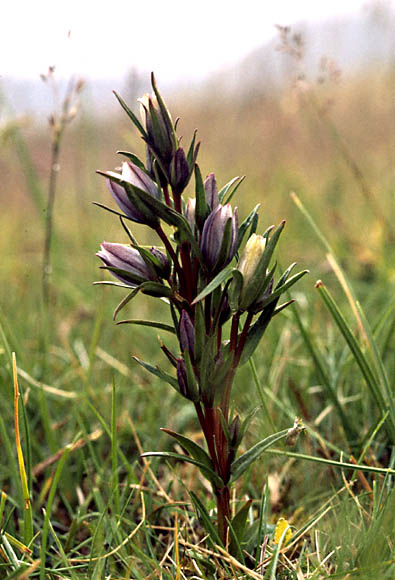 Lomatogonium rotatum