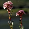 Lychnis alpina