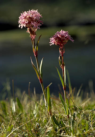 Lychnis alpina