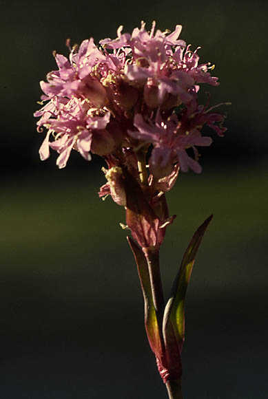 Lychnis alpina