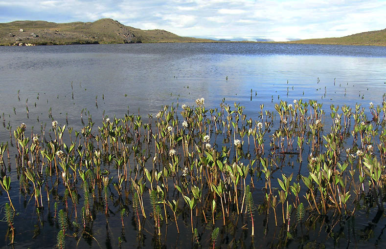 Menyanthes trifoliata