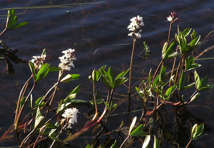 Menyanthes trifoliata