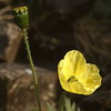 Papaver radicatum