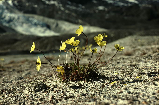 Papaver radicatum