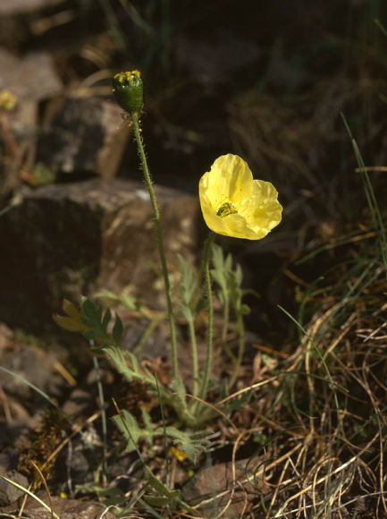 Papaver radicatum