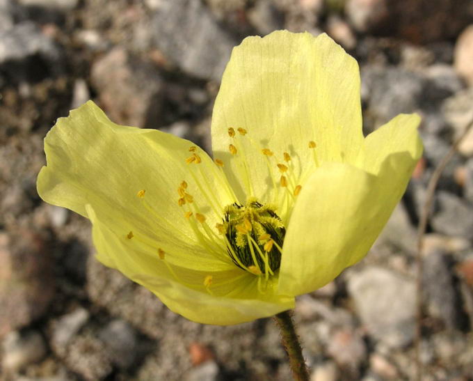 Papaver radicatum