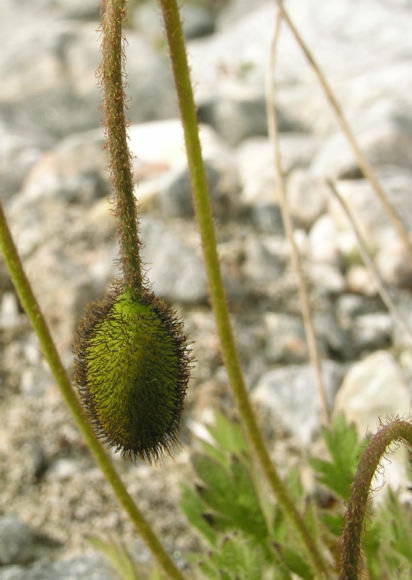 Papaver radicatum