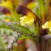 Pedicularis flammea