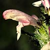 Pedicularis hirsuta