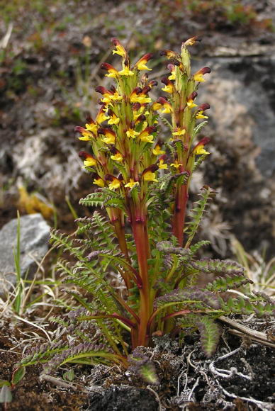 Pedicularis flammea