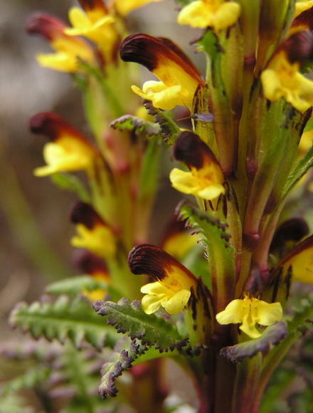 Pedicularis flammea