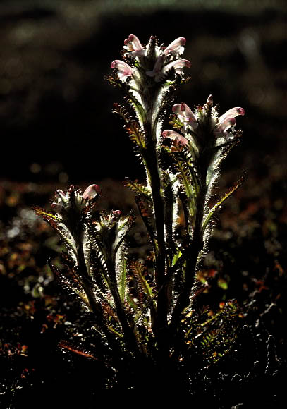 Pedicularis hirsuta