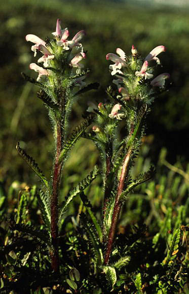 Pedicularis hirsuta