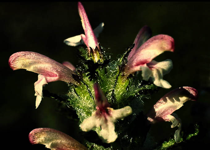 Pedicularis hirsuta