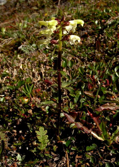 Pedicularis lapponica