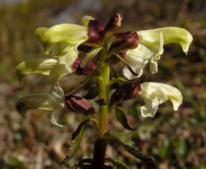 Pedicularis lapponica