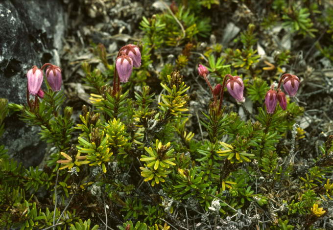 Phyllodoce caerulea