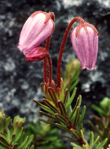 Phyllodoce caerulea