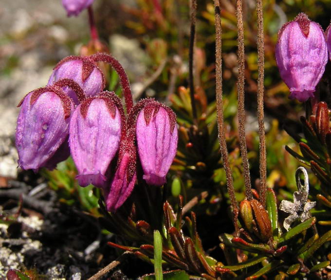 Phyllodoce caerulea