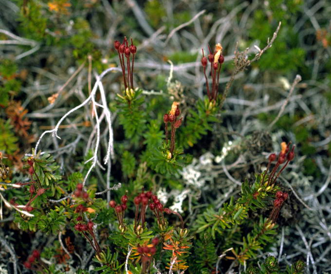 Phyllodoce caerulea