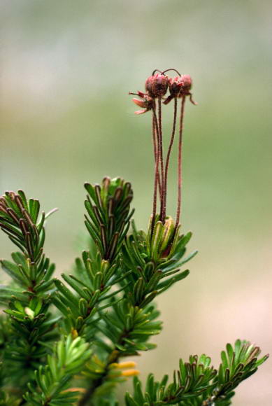 Phyllodoce caerulea