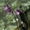 Pinguicula vulgaris