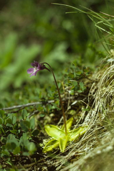 Pinguicula vulgaris