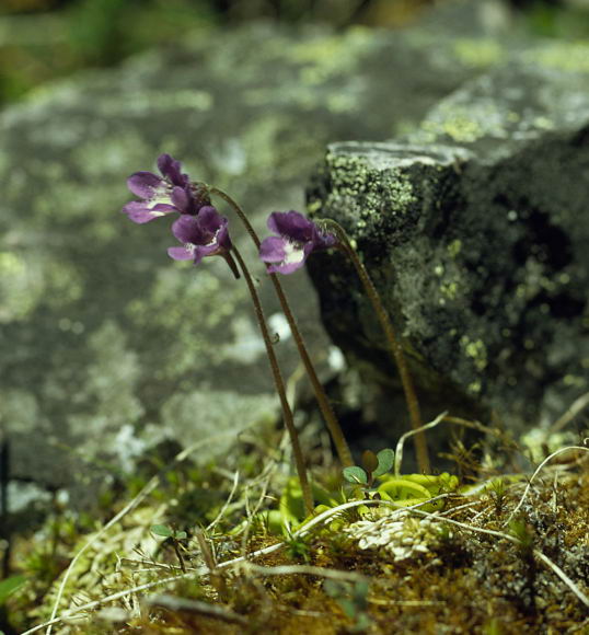 Pinguicula vulgaris