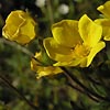 Potentilla nivea