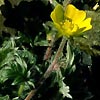 Potentilla robbinsiana