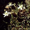 Potentilla tridentata