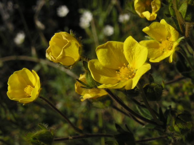 Potentilla nivea