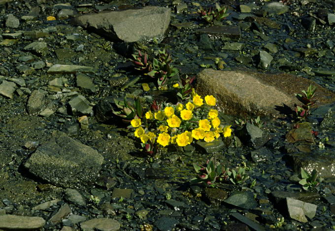 Potentilla robbinsiana