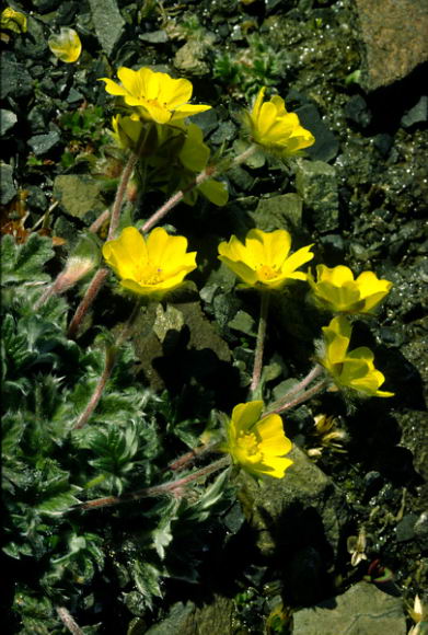 Potentilla robbinsiana