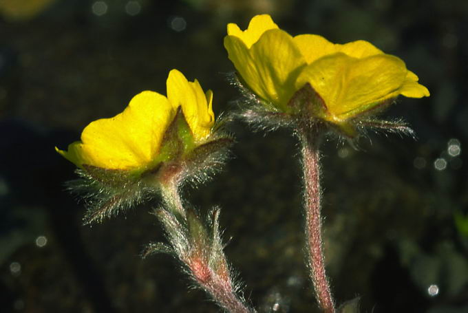 Potentilla robbinsiana