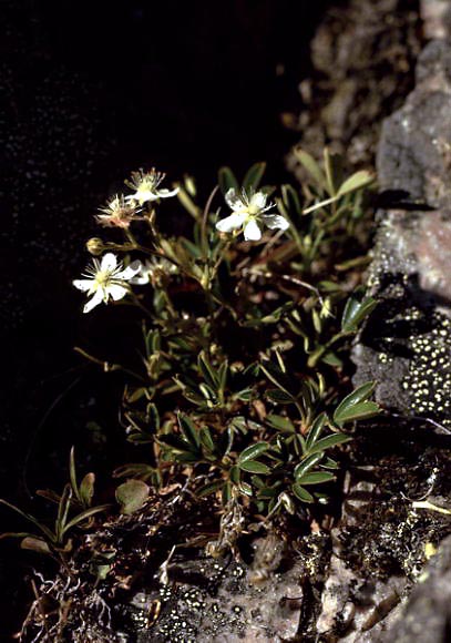 Potentilla tridentata