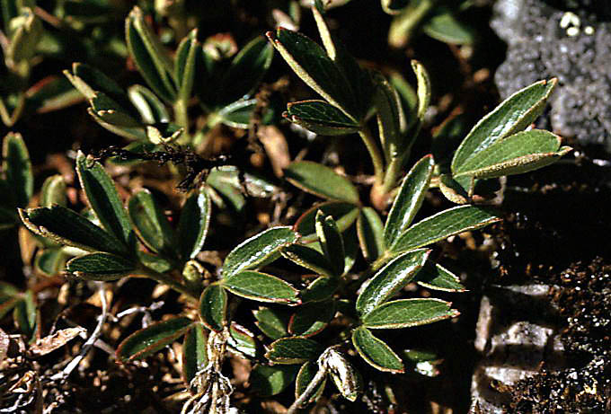 Potentilla tridentata