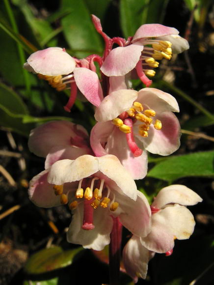 Pyrola grandiflora