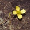 Ranunculus reptans