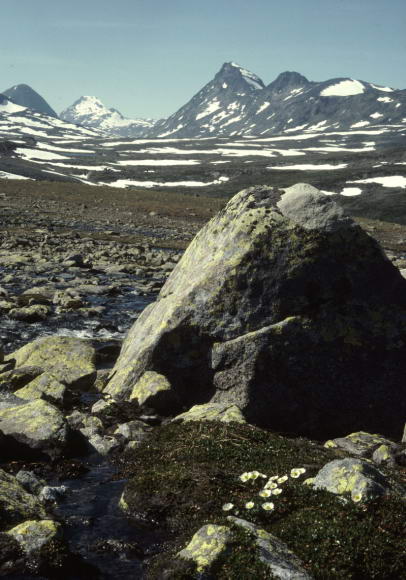 Ranunculus glacialis