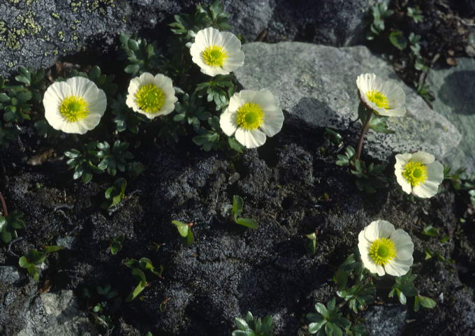 Ranunculus glacialis