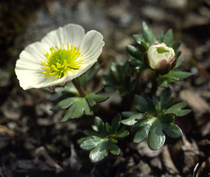 Ranunculus glacialis