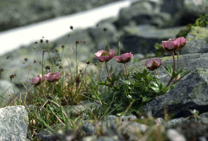 Ranunculus glacialis