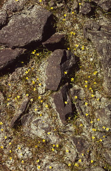 Ranunculus reptans