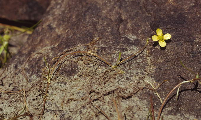 Ranunculus reptans