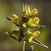 Rhinanthus minor