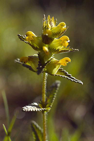 Rhinanthus minor