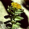 Rhodiola rosea