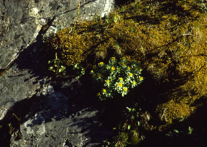 Rhodiola rosea